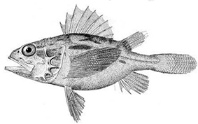 Setarches guentheri_claves.jpg